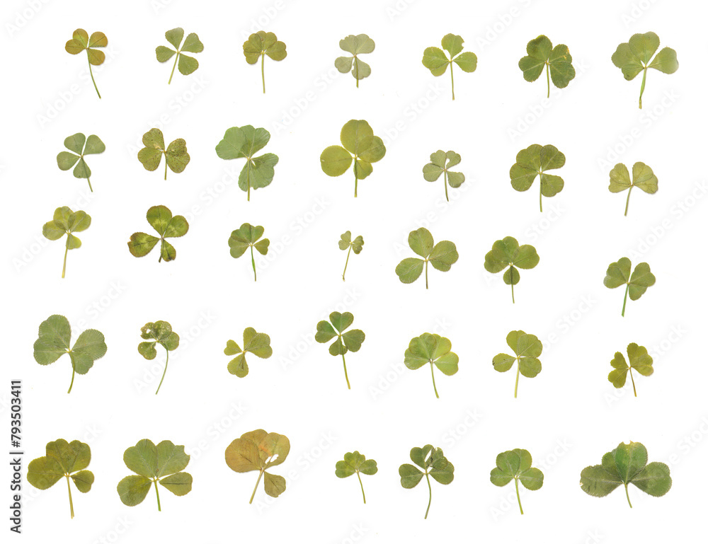 Fototapeta premium Variety of Real Authentic 4-5 Leaf Clovers from the Pacific Northwest (Flattened and Isolated)