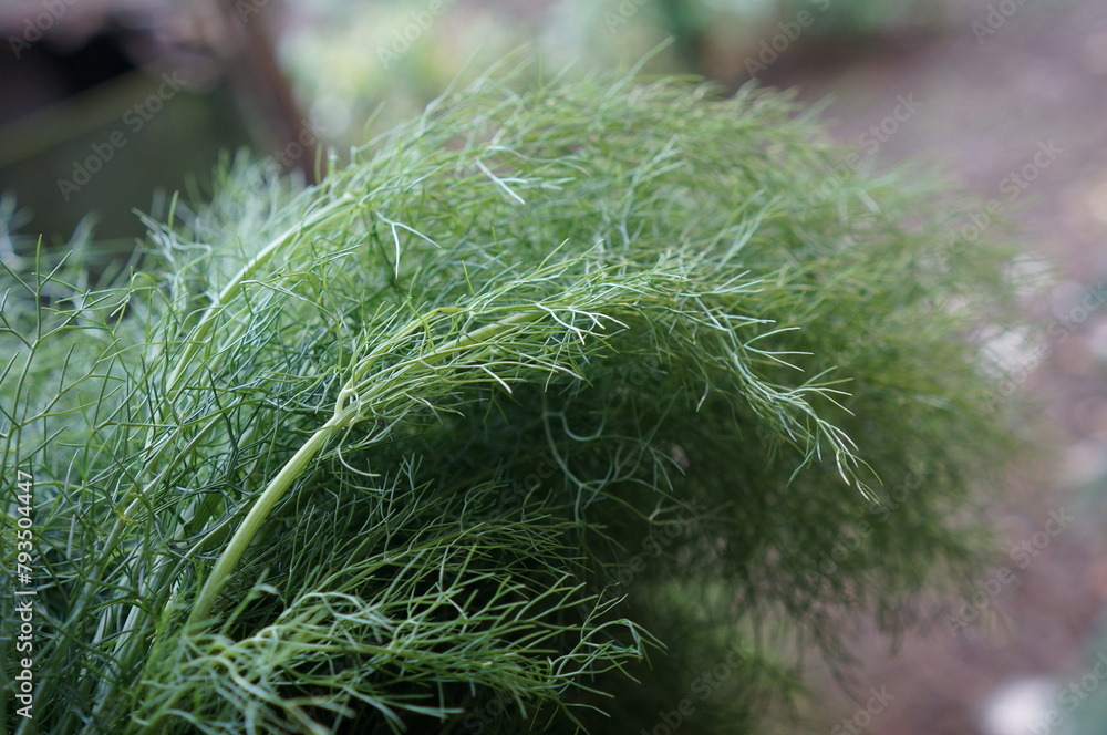 Fresh green fennel (Foeniculum vulgare) leaves ready to be cooked Fresh green fennel (Foeniculum vulgare) leaves ready to be cooked
