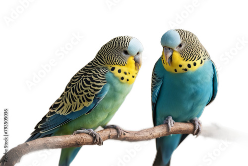 isolated budgerigar white amusing animal baby beautiful bird blue bright lovebirds colours fauna green group house manual nature parrot pet reproduction small tropical wavy wild wildlife
