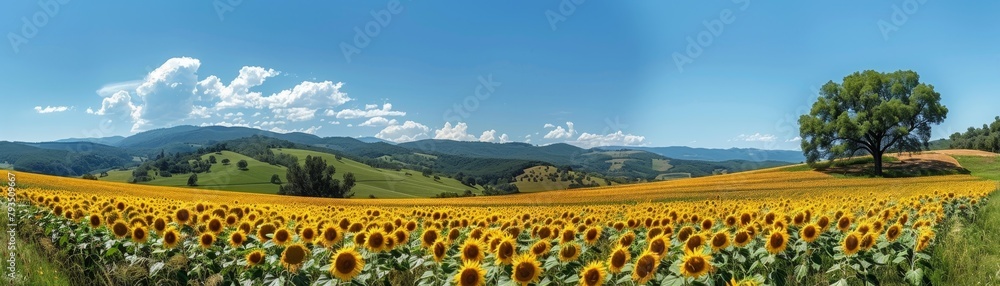 The sunflower field under clear skies with vibrant yellow blooms and green leaves is a picturesque and uplifting landscape