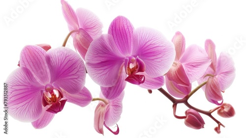 Beautiful orchid flowers are available for purchase at the store