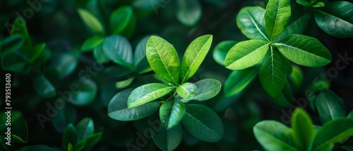 Soft focus on green leaves, minimalist natural background,