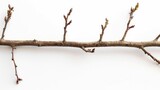 Close up of barbarum twig on a white background