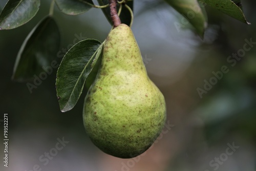 The pear is a sweet, juicy fruit with a distinctive shape, often green or yellow in color, and delicious when ripe.