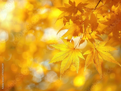 Golden Leaves - Beauty - Autumn Majesty - A majestic display of golden leaves shimmering in the sunlight  creating a scene of autumnal splendor and natural beauty