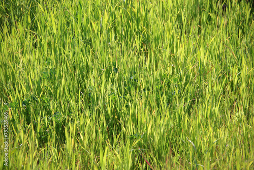 Fresh green grass growth after winter rains in California