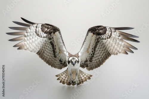 An osprey dives, talons outstretched