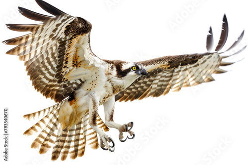 An osprey dives, talons outstretched photo