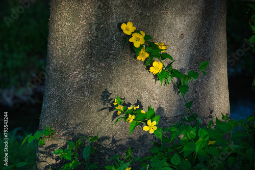 春になると、山地で濃い黄色い花が目を引くヤマブキ