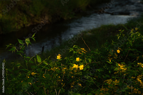 春になると、山地で濃い黄色い花が目を引くヤマブキ