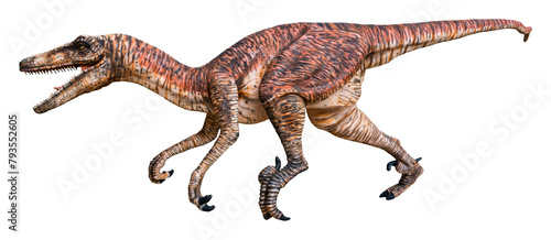 Velociraptor  Raptor  is a carnivore genus of small dromaeosaurid dinosaur that lived in Asia during the Late Cretaceous epoch