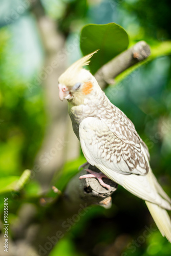 However some modernday mutations Nymphicus hollandicus are sexlinked and the male and female chicks are easily distinguishable as soon as their feathers come in. photo