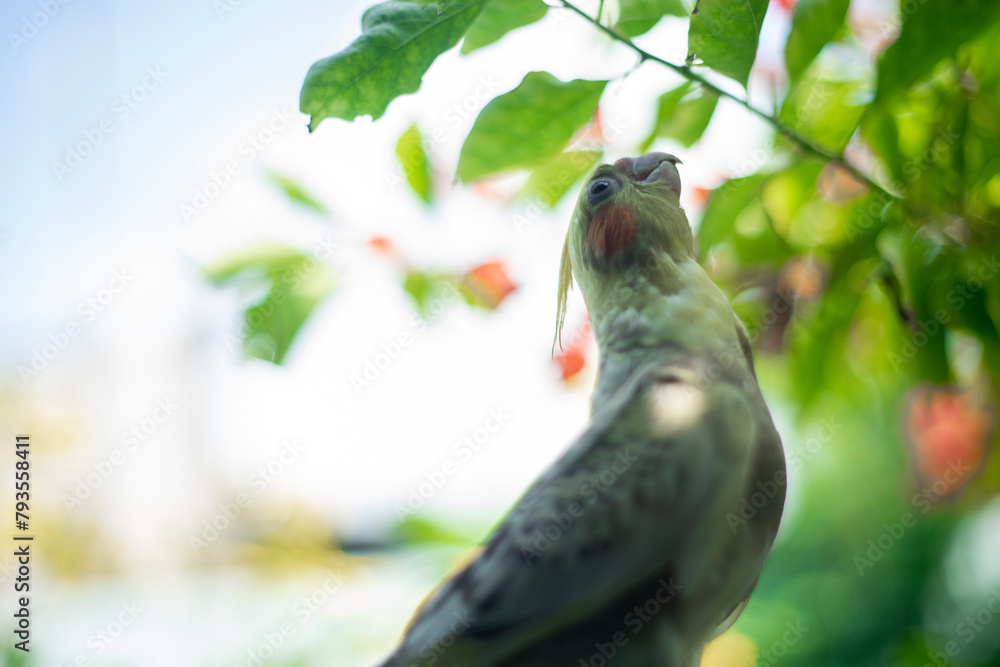 Obraz premium Nymphicus hollandicus display horizontal yellow stripes or bars on the ventral surface of their tail feathers