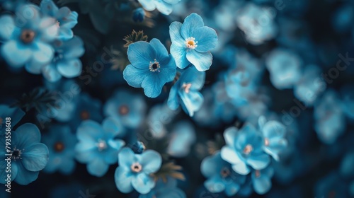 Macro shot of small blue flowers