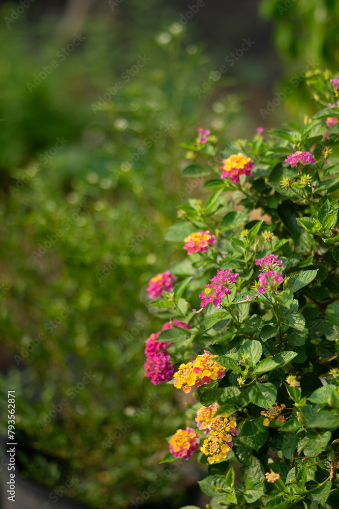 Lantana montevidensis,Flowers of Lantana montevidensis also known as Purple lantana,Lantana montevidensis is a species of lantana known by many common names, Lantana montevidensis,Flowers of Lantana montevidensis also known as Purple lantana,Lantana montevidensis is a species of lantana known by many common names,