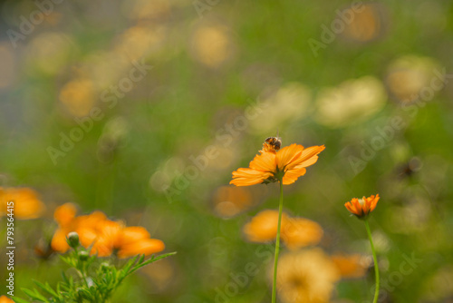 Sulfur cosmos,Cosmos bipinnatus,Cosmos or Yellow Cosmos and green leaf is background, Cosmos sulphureus is also known as sulfur cosmos and yellow cosmos. Beautiful flower with orange color, © Rain