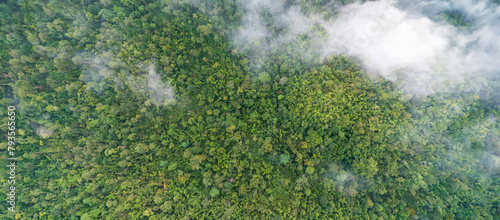 Tropical forests can absorb large amounts of carbon dioxide from the atmosphere.