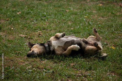 Dachshund playing in the grass. © Sarolta Nagy