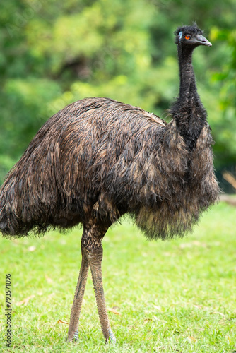 Tableau sur toile The emu is a species of flightless bird endemic to Australia, where it is the largest native bird