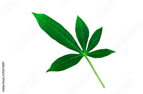 Cassava Leaves (ID: 793574897)