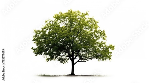 Verdant Tree Isolated on White Ideal for Eco Friendly Design Projects or design material.