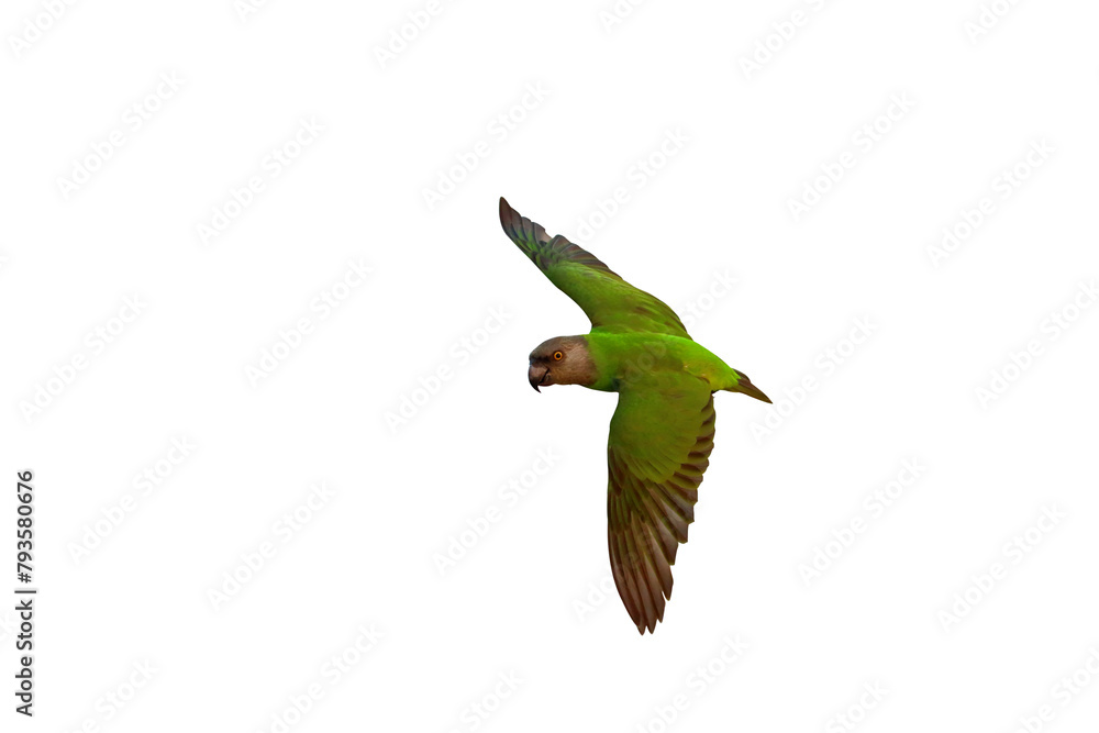Beautiful flying Senegal parrot isolated on transparent background png file Beautiful flying Senegal parrot isolated on transparent background png file
