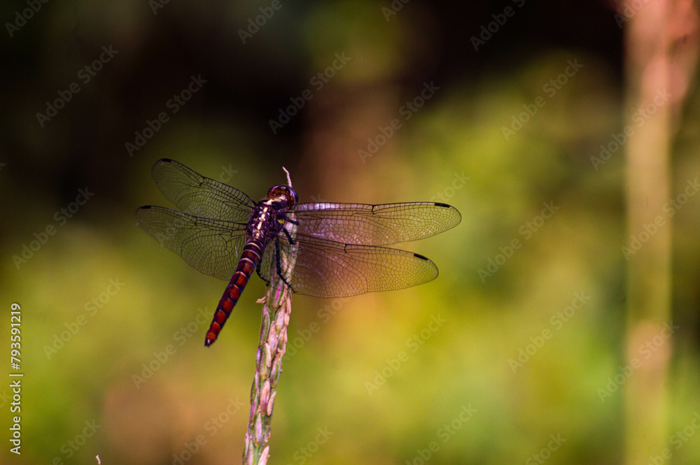 red dragonflies that perch and sunbathe on corn plant flowers red dragonflies that perch and sunbathe on corn plant flowers