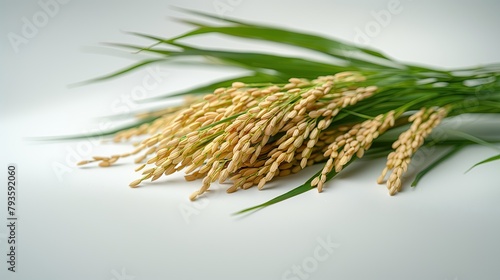 Close-up rice with leaf isolated on white background. 