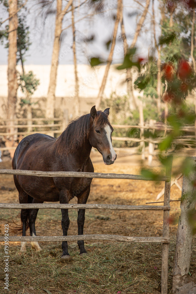 Brown adult horse in a rural stall during a sunny day in Lima Peru Brown adult horse in a rural stall during a sunny day in Lima Peru