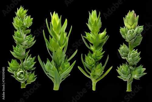 Isolated Hesperaloe parviflora shrub against a clear background PNG. photo