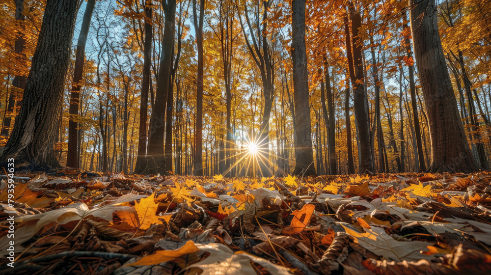 Autumn forest with a carpet of fallen leaves and sunlight peeking through a colorful canopy