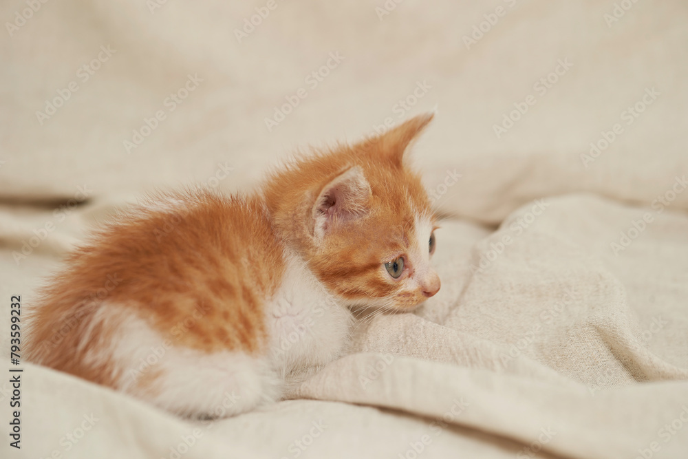 Fototapeta premium baby cat on the sofa
