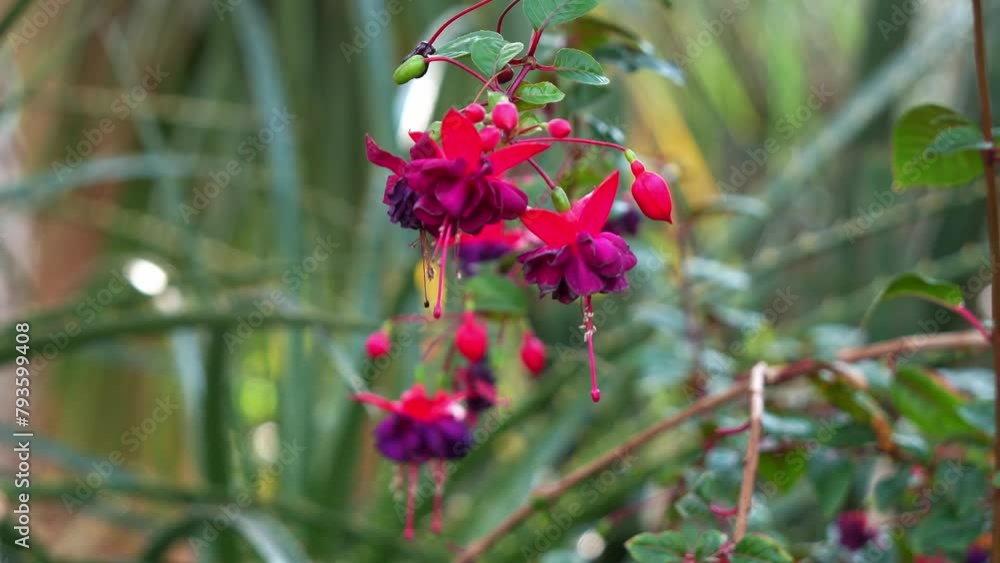 Rack focus shot of fuchsia flowering plants blooming in the botanical garden. Rack focus shot of fuchsia flowering plants blooming in the botanical garden.