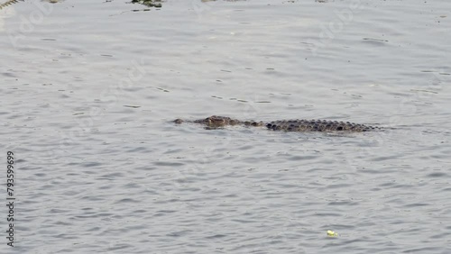 A muggar crocodile swimming past a gharial crocodile in a river. photo