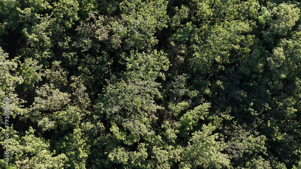 rubber tree forest for latex extraction