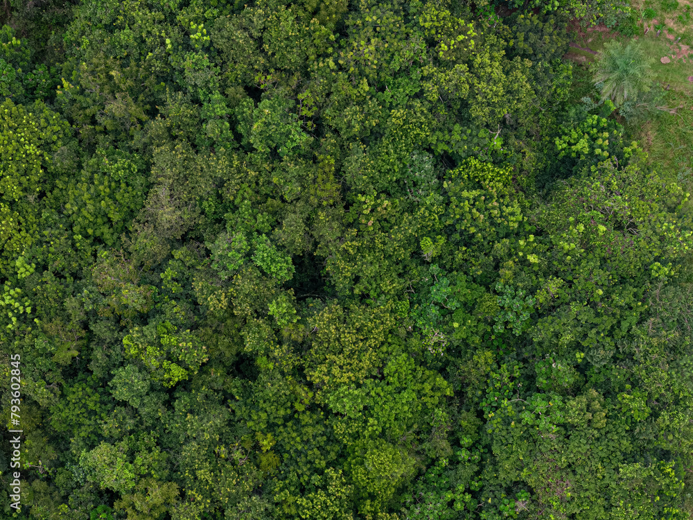 Aerial trees in forest Aerial trees in forest