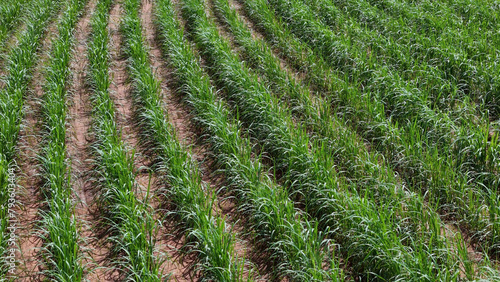 field sugar cane cultivation