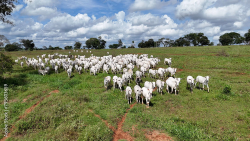 field pasture area with white cows grazing