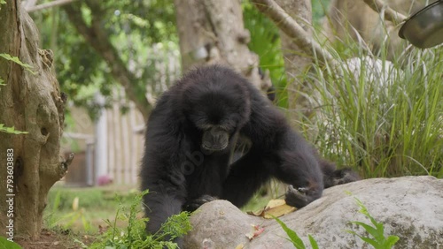 Portrait of a Siamang gibbon sitting on the ground, digging with its hand. Slow motion static shot. photo