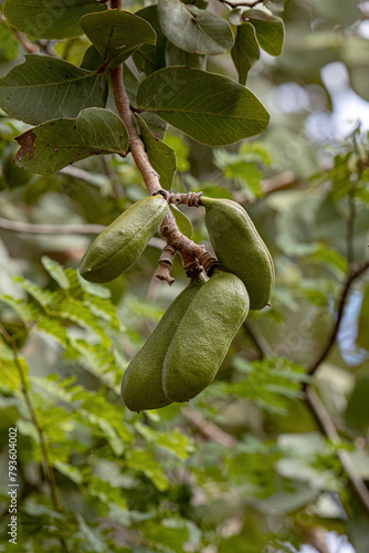 Stinkingtoe Tree with Fruits photo