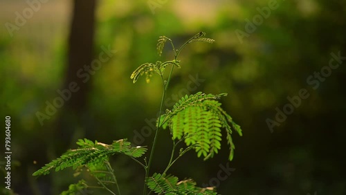 Plant against green forest leaves background photo