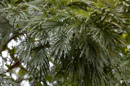 green leaves of angiosperm tree photo