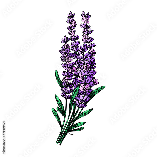 herb lavender hand drawn. aroma essential, oil calming, fragrance plant herb lavender vector sketch. isolated color illustration