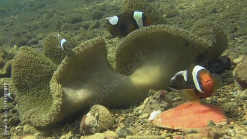 Large saddleback anemonefish arranges clutch of tiny red eggs located next to a Haddon's anemone. Inside the anemone, more saddleback anemonefish swim back and forth. photo