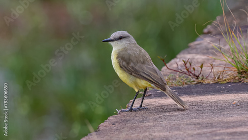 Adult Cattle Tyrant Bird photo