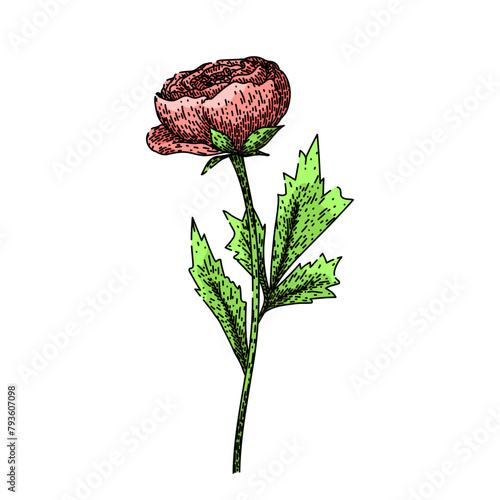 garden ranunculus hand drawn. spring summer, perennial vibrant, delicate beauty garden ranunculus vector sketch. isolated color illustration