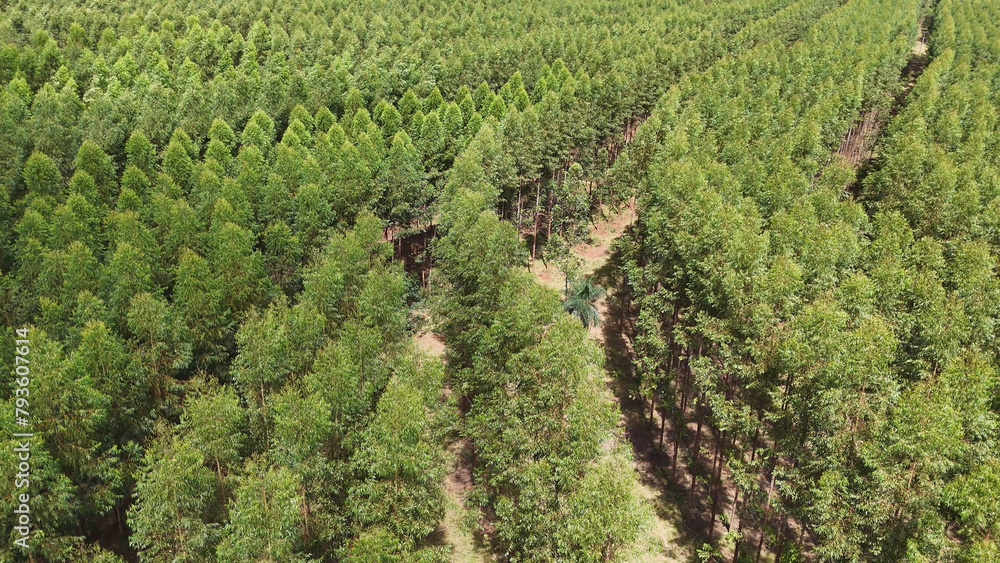 Naklejka premium cultivation of eucalyptus trees