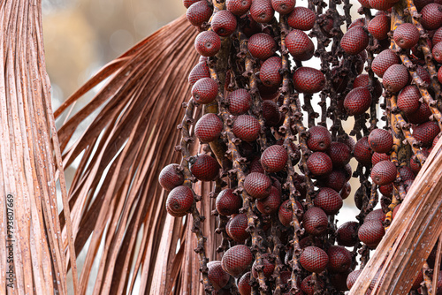 fruits of the buriti palm tree