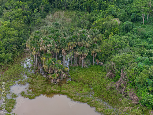 stream in the Brazilian cerrado biome buriti palm trees in the center