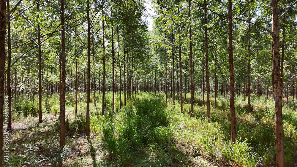 Fototapeta premium cultivation of eucalyptus trees
